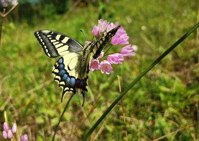 Close-up of butterfly pollinating on flower