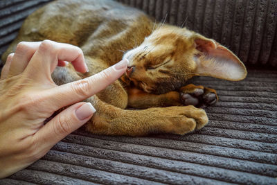 A woman caressing her domestic pet an abyssinian cat