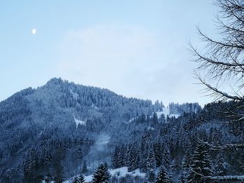 Low angle view of trees and mountains against blue sky