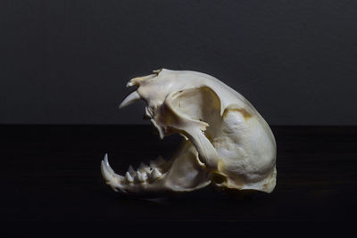 Close-up of animal skull against black background