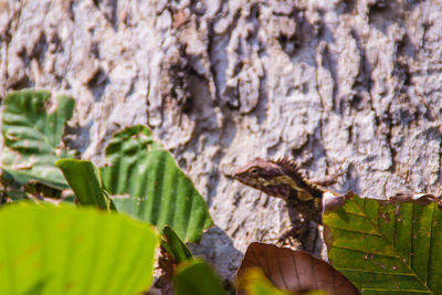 Close-up of leaves on tree trunk