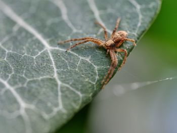 Close-up high angle view of spider on leaf
