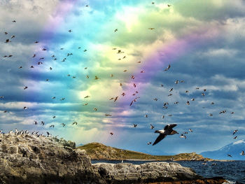bird