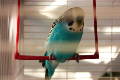 Close-up of parrot in cage