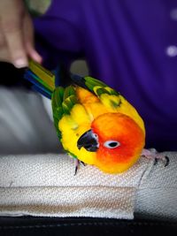 Close-up of hand holding fruit