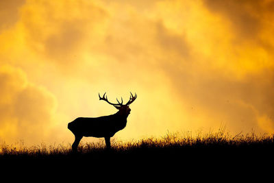 Deer standing on field against sky during sunset