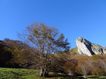 Low angle view of trees against clear blue sky