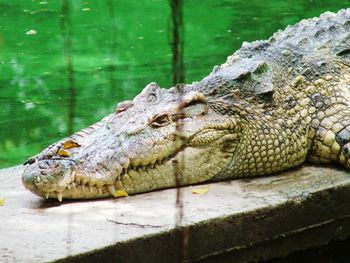 Close-up of crocodile in water