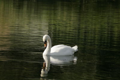 Swans swimming in water