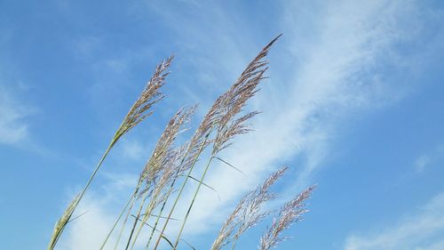 Low angle view of plants against blue sky