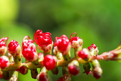  close-up of red flowering plants