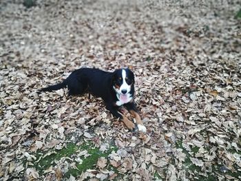 High angle view of dog lying on land