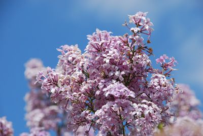 Low angle view of cherry blossom tree