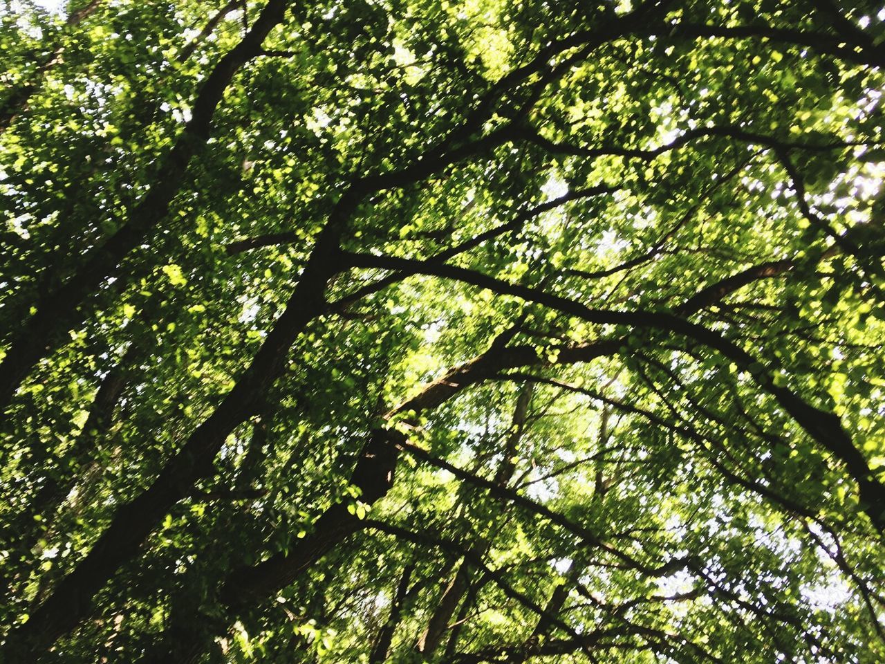 tree, low angle view, branch, growth, green color, nature, tranquility, beauty in nature, forest, lush foliage, backgrounds, full frame, tree trunk, day, sky, outdoors, no people, green, scenics, tranquil scene