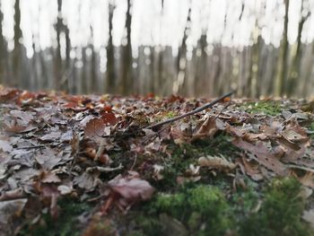 Close-up of wet autumn leaves in forest