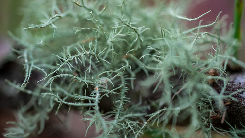 Close-up of tree