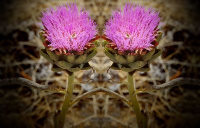 Close-up of pink flowers