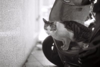 Close-up of cat sitting at home