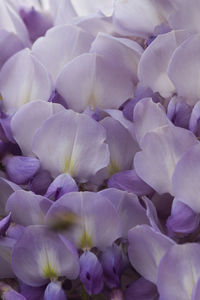 Full frame shot of purple flowering plants