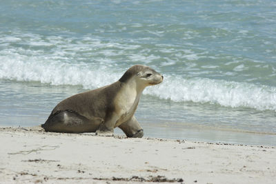 Seal bay, kangaroo island, australia