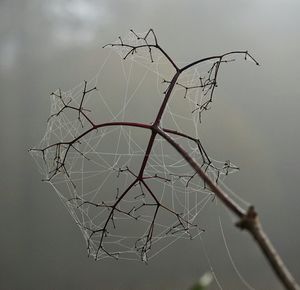 Cobweb on branch against blurred background