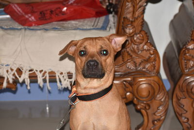 Portrait of dog relaxing at home