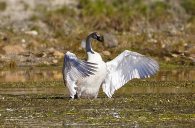 View of a bird flying over lake