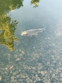 High angle view of swimming in water