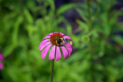 Close-up of honey bee on purple flowering plant