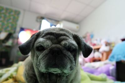 dog