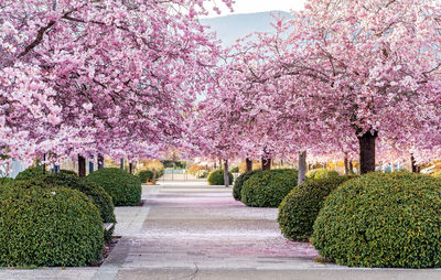 Trees in park