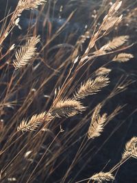 Close-up of wheat growing on field