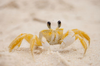 Close-up of crab on sand