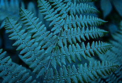 Fern leaf close-up in blue-green shades. selective focus