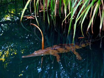 Fish swimming in lake