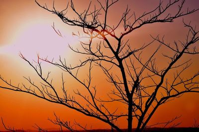 Silhouette of tree against dramatic sky during sunset