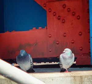 Close-up of pigeon perching on metal