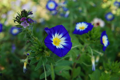 Close-up of purple flowering plant