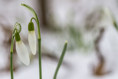 Close-up of white flower blooming outdoors