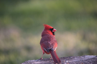 Close-up of bird perching on wood