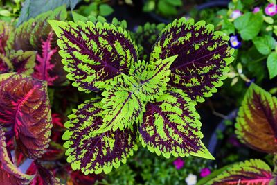 Close-up of green leaves on plant