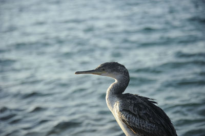 Close-up of a bird