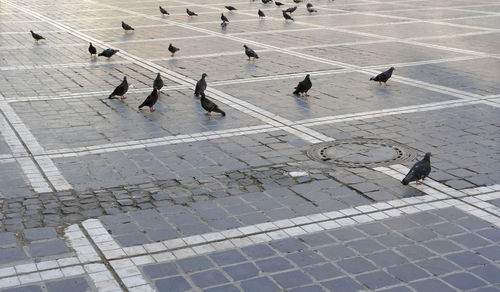 High angle view of pigeons on sidewalk