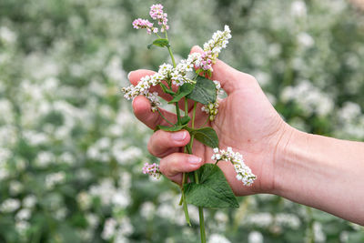 Hand showing blooming buckwheat in the fall