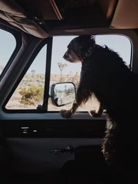 Close-up of dog sitting in car