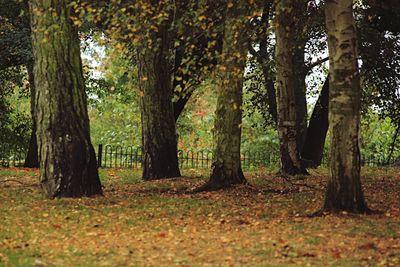 Trees in forest during autumn