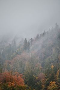Trees in forest against sky during autumn