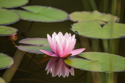 A beautiful flowers blooming in the summer garden. backyard scenery of fresh flowers.