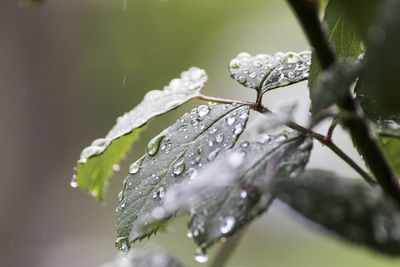 Close-up of wet plant leaves during rainy season