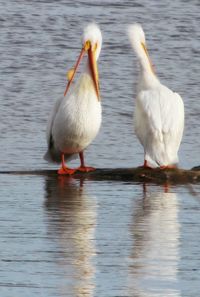 Birds in calm water